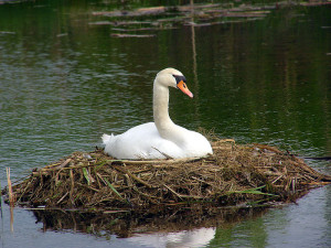 Andreas Trepte, www.photo-natur.de